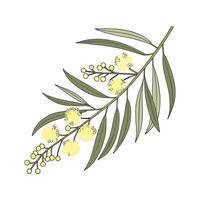 Stunning Wattle for Artistic Displays vector