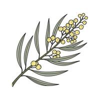 Elegant Wattle for Unique Arrangements vector