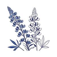 Stunning Wild Indigo for Unique Botanical Art vector