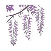 Charming Wisteria for Beautiful Arrangements vector