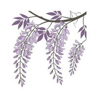 Elegant Wisteria for Artistic Displays vector