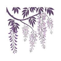Stunning Wisteria Sinensis for Unique Decor vector