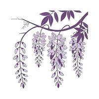 Stunning Wisteria for Unique Floral Displays vector