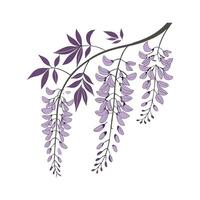 Elegant Wisteria Sinensis for Beautiful Arrangements vector