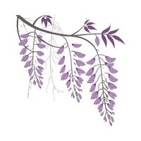 Vibrant Wisteria for Unique Arrangements vector