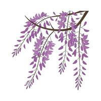 Beautiful Wisteria Sinensis for Unique Decor vector