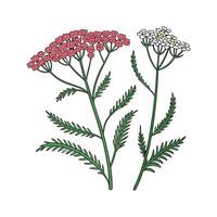 Elegant Yarrow for Decorative Use vector