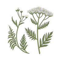Stunning Yarrow for Colorful Arrangements vector