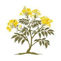Bold Outline Yellow Elder Tree vector