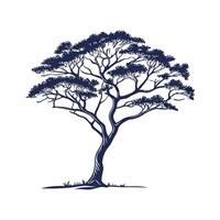 Elegant Acacia Tree Outline Graphic. vector