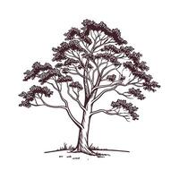 Bold American Sycamore Tree Illustration vector