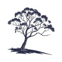 Charming Australian Eucalyptus Tree vector