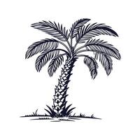 Stylish Bismarck Palm Tree Outline. vector