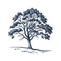 Elegant Big Leaf Maple Tree Outline vector