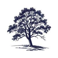 Stylish Big Leaf Maple Tree Design. vector