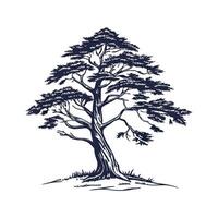 Elegant Blue Atlas Cedar Tree Outline vector