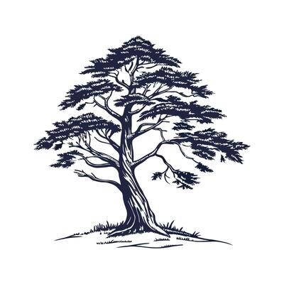 Elegant Blue Atlas Cedar Tree Outline