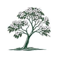 Artful Carolina Silverbell Tree Outline Design vector