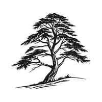 Creative Cedar of Lebanon Tree Outline Artwork vector