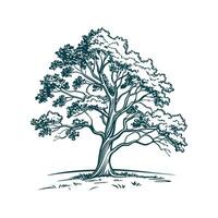 Stylish Chinkapin Oak Tree Bold Outline Design vector