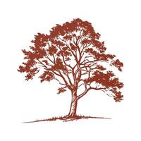 Copper Beech Tree Bold Outline for Unique Illustration vector