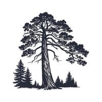 Coast Redwood Tree Bold Outline Design for Art vector