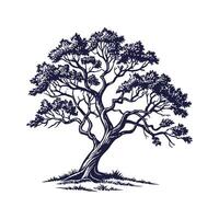 Charming Cork Oak Tree Outline for Illustrative Design vector