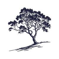 Cork Oak Tree Bold Outline Design for Art vector