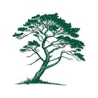 Elegant Cryptomeria Tree Outline for Decorative Use vector
