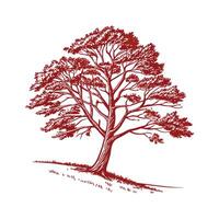 Elegant Dawn Redwood Tree Outline Design for Art vector