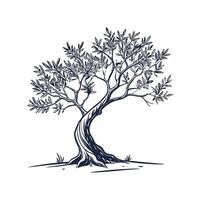 Charming European Olive Tree Outline for Design vector