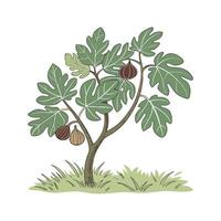 Charming Fig Tree Outline for Illustrative Design vector