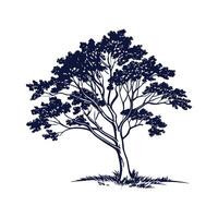 Elegant Florida Maple Tree Outline for Unique Decor vector