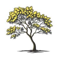 Golden Wattle Tree Bold Outline Design for Art vector