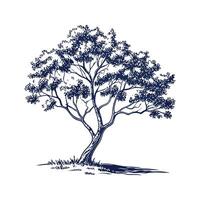 Charming Indian Laurel Tree Outline for Art vector