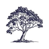 Charming Mexican Buckeye Tree Outline for Design vector