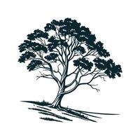 Charming Mexican Sycamore Tree Outline for Design vector