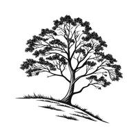 Norway Maple Tree Bold Outline for Unique Art vector