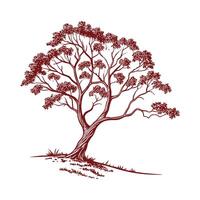 Charming Paperbark Maple Tree Outline for Design vector