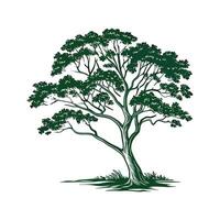 Realistic Amazonian Brazil Nut Tree Bold Outline for Unique Art vector