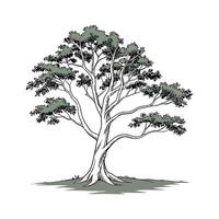 Realistic American Beech Tree Bold Outline for Art vector