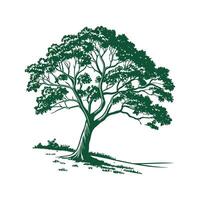 Amazonian Brazil Nut Tree Outline for Unique Illustrations vector