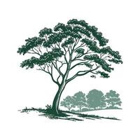 Charming Amazonian Brazil Nut Tree Outline for Art vector