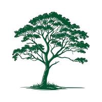 Stylish Amazonian Brazil Nut Tree Bold Outline Art vector