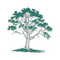 American Beech Tree Outline for Unique Illustrations vector