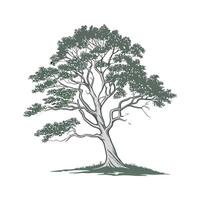 Stylish American Beech Tree Bold Outline Art vector