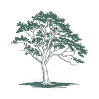Charming American Beech Tree Outline for Design vector