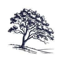 Charming Arizona Walnut Tree Outline for Design vector