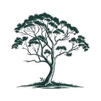 Australian Blackwood Tree Outline for Unique Illustrations vector