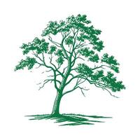 Realistic Blue Ash Tree Bold Outline for Art vector